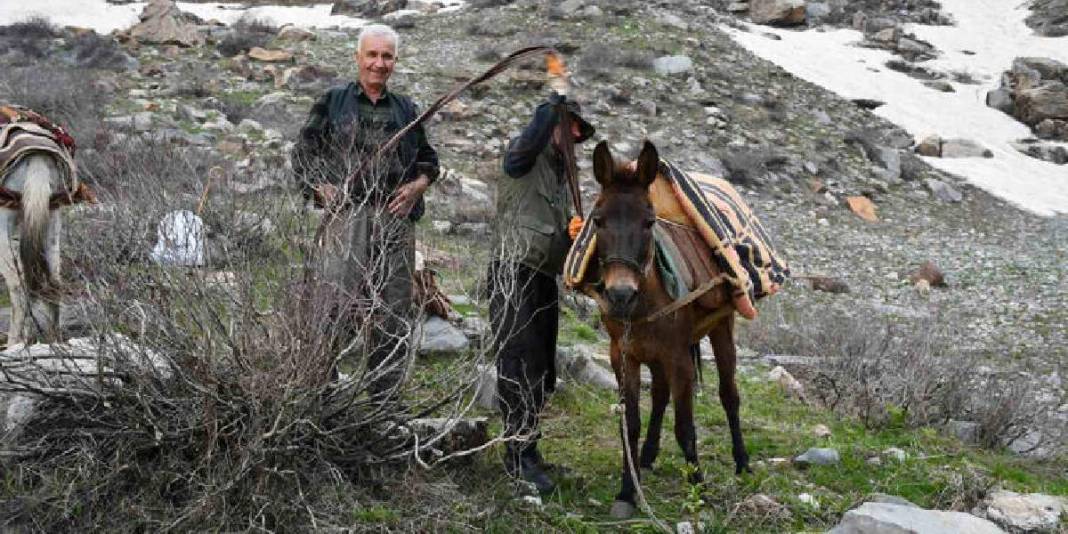 Sabah ezanında katırlara atlayıp yola çıkıyorlar! Dağ bayır gezip tek tek topluyorlar 2